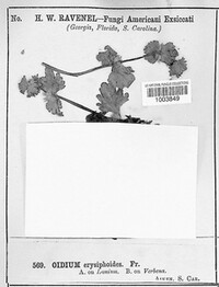 Golovinomyces biocellatus image